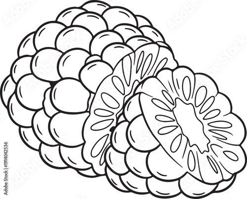 Freshly picked blackberry with detailed seeds and drupelets outlined in a simple line drawing style perfect for illustrations and graphic designs.