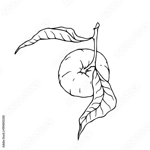 Line sketch of a tropical mandarin fruit. Vector graphics.