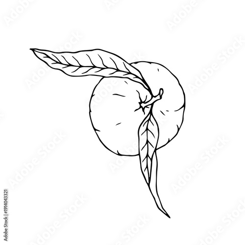 Line sketch of a tropical mandarin fruit. Vector graphics.