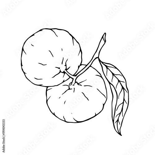 Line sketch of a tropical mandarin fruit. Vector graphics.