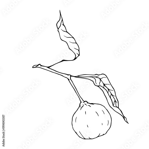 Line sketch of a tropical mandarin fruit. Vector graphics.