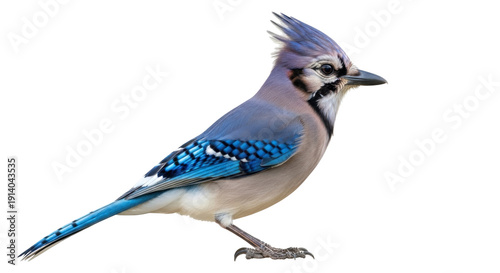 Tablou pe pânză Beautiful blue jay PNG isolated on transparent background, colorful bird with cr