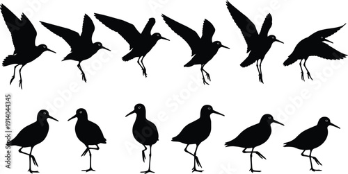Black vector silhouette set of shorebirds and seagulls flying standing and wading for coastal nature landscape marine environment birdwatching and wildlife conservation branding design,