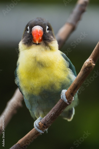 Multi-colored Parrot 