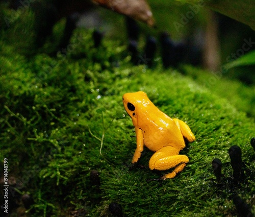frog on a leaf