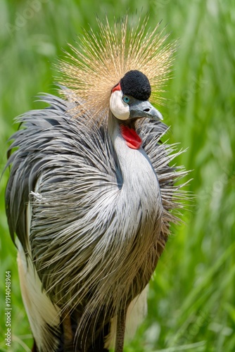 grey crowned crane