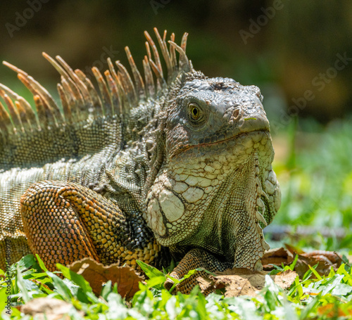 iguana on tree