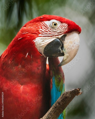 red and yellow macaw