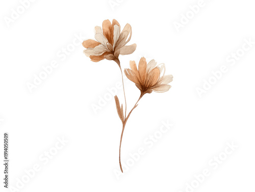 Delicate watercolor illustration of two beige flowers with brown stems against a black background