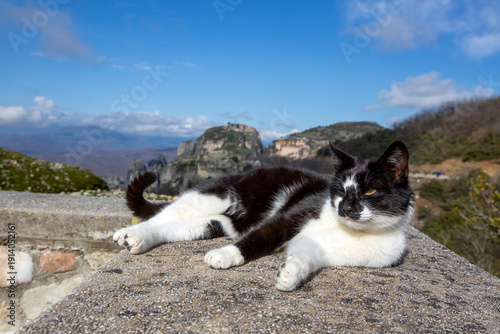 Cute cat is Meteora is a ro...