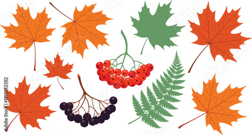 Autumn foliage vector set with maple leaves berries and fern elements isolated on white background
