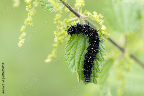 Raupe eines Tagpfauenauges an einer Brennnessel