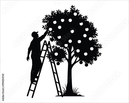 Man picking fruit from tree with ladders