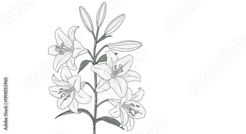 Elegant black and white line art illustration of a blooming lily flower stalk with multiple blossoms and buds on white.