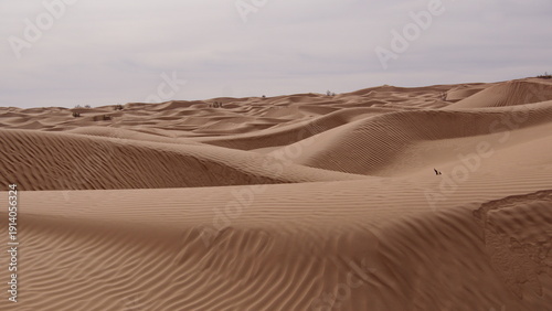Tableau sur toile Rolling sand dunes in the Sahara Desert, outside of Douz, Tunisia