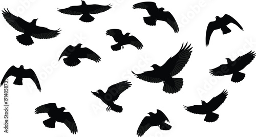 Flying raven silhouettes vector set featuring black crow birds in different wing positions isolated on white background for wildlife design
