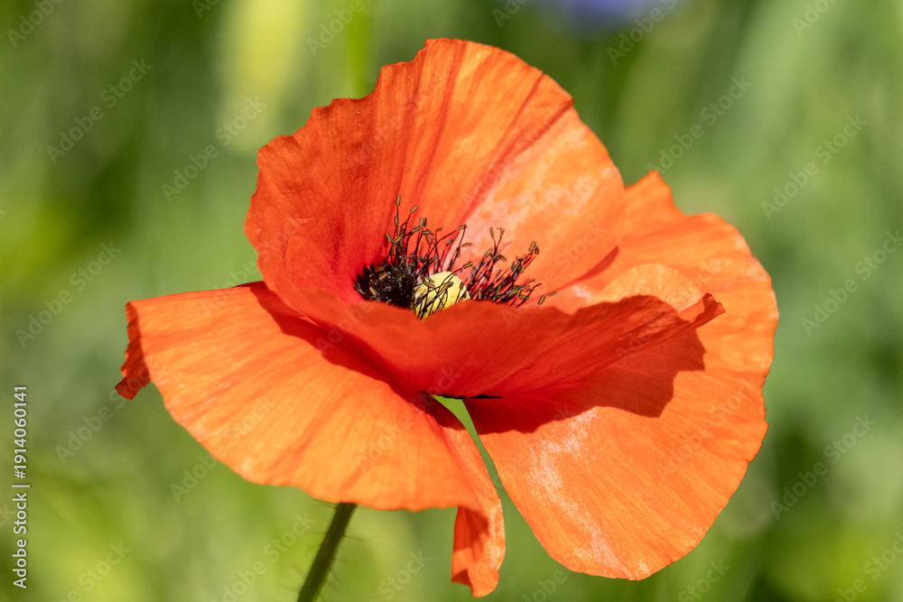 Fototapeta premium Blüte vom Klatschmohn