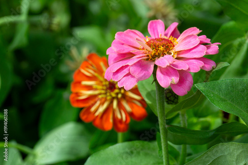 Zinnia is a genus belonging...