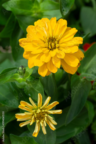 Zinnia is a genus belonging...