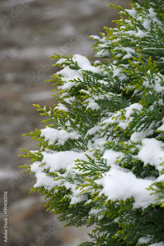 Close-up of branches of a thuja coniferous plant cypress covered with a layer of fresh white snow nature flora winter