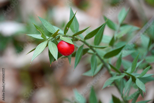 Obraz na plátně Relict evergreen plant butcher's broom pontic ruscus cladodes spines bright red