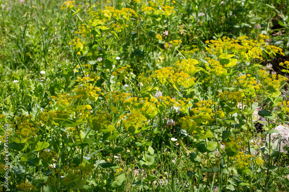 Obraz premium Smyrnium perfoliatum is a plant species from the Smyrnium genus of the Apiaceae family.