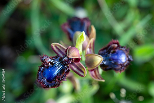 Wild orchid, scientific nam...
