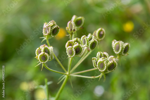 Wild plant species. Scienti...