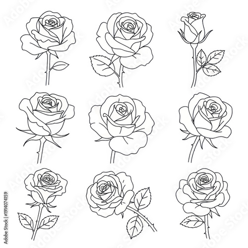 Collection of delicate black and white rose sketches in botanical line art style.