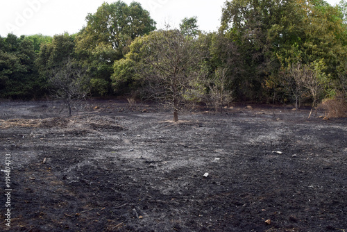 Scorched landscape in the aftermath of a grass wildfire