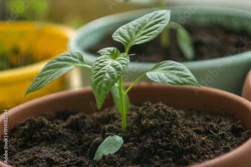 The photo shows a young pepper seedling growing in a brown pot. The plant has green, pointed leaves and a sturdy stem.
