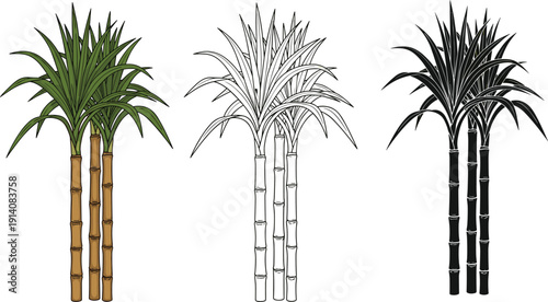 Bamboo plant illustration set showing colored, outline, and silhouette styles for nature tropical botanical garden vector design use