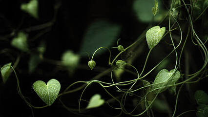 close up of a plant
