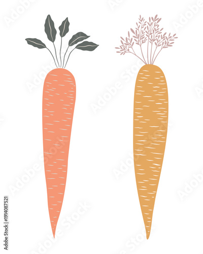 Hand Drawn Carrot with Leaves. Botanical Vector Illustration.