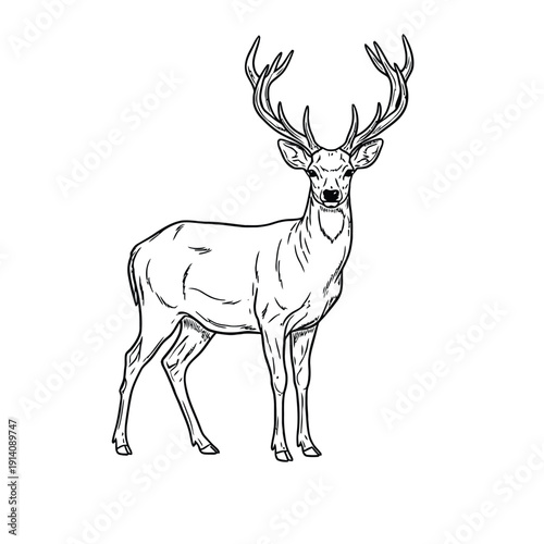  Line drawing of a standing deer with large antlers on a white background. The deer appears calm and majestic, capturing a sense of elegance.