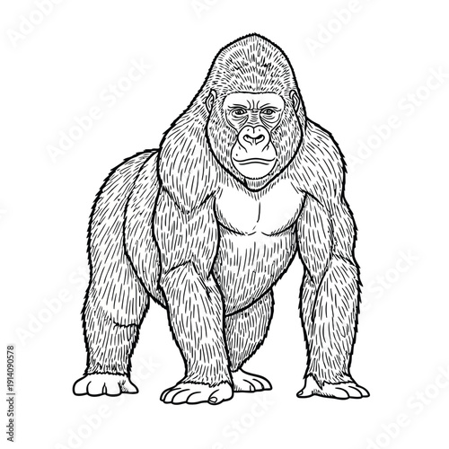  Drawing of a gorilla standing on all fours, facing forward. The illustration features detailed shading, emphasizing the gorilla's muscular build.