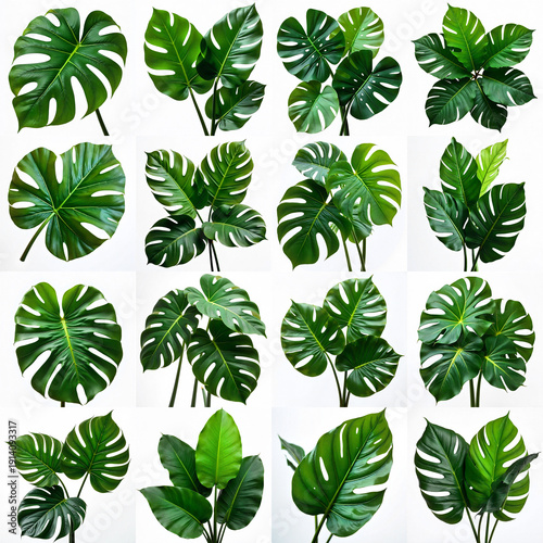 Wallpaper Mural Collection of large green plants against a white backdrop. Torontodigital.ca