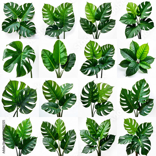 Wallpaper Mural Collection of large green plants against a white backdrop. Torontodigital.ca