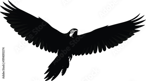 Black bird with wide wingspan hovers in flight against a white background.