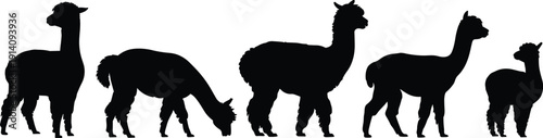 Alpaca silhouettes collection, farm animals grazing, standing alpacas, livestock illustration, black silhouettes, wool animals, nature design