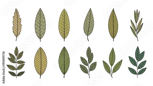 Set of twelve different green and brown tree leaves in various shapes and sizes arranged in two rows on white background.