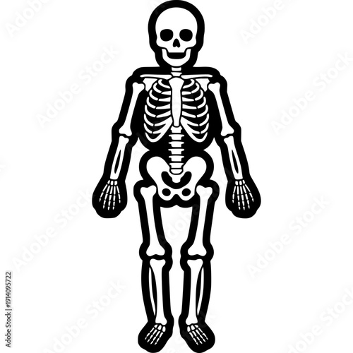 Human skeleton anatomy illustration medical style