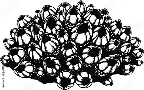 Cluster of barnacles shown in stark black and white graphic illustration.