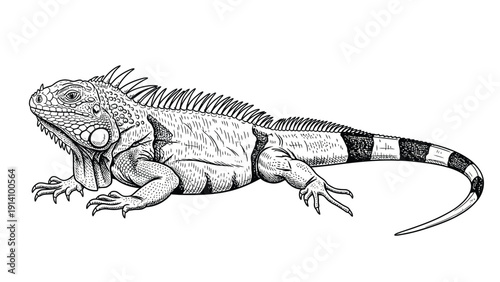  Line drawing of an iguana with detailed scales, spines, and a long striped tail. It is positioned in profile, conveying a calm and relaxed demeanor.