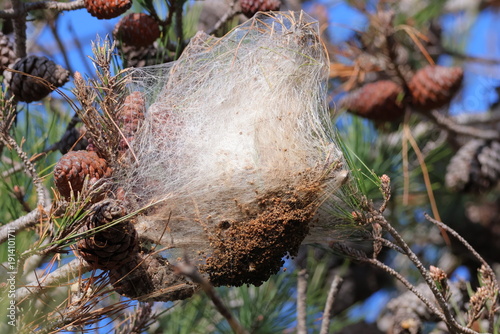nid de chenilles processionnaires