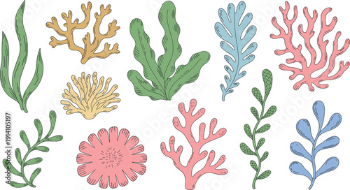 Colorful hand drawn seaweed and coral collection underwater marine plants decorative vector illustration set