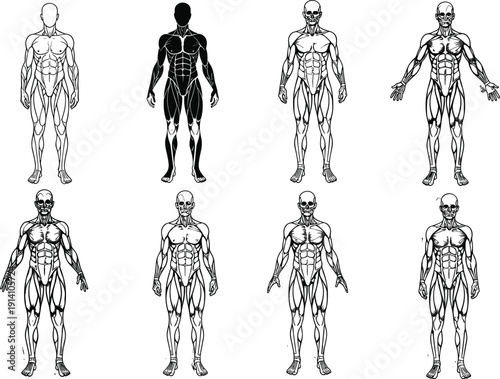 Black and white vector illustration set of male human anatomy showing muscular system and skeletal structure for medical education fitness training and healthcare branding