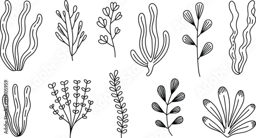 Hand drawn seaweed and underwater plants collection marine botanical elements outline vector illustration set