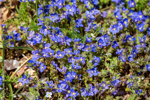 Veronica chamaedrys or Vero...