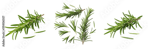 Set of Fresh Green Rosemary Branches and Scattered Leaves Isolated on White Background for Culinary and Herbal Design